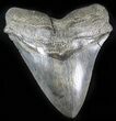 Megalodon Tooth - Morgan River, SC #30059-1